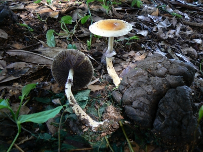 Psilocybe Cubensis